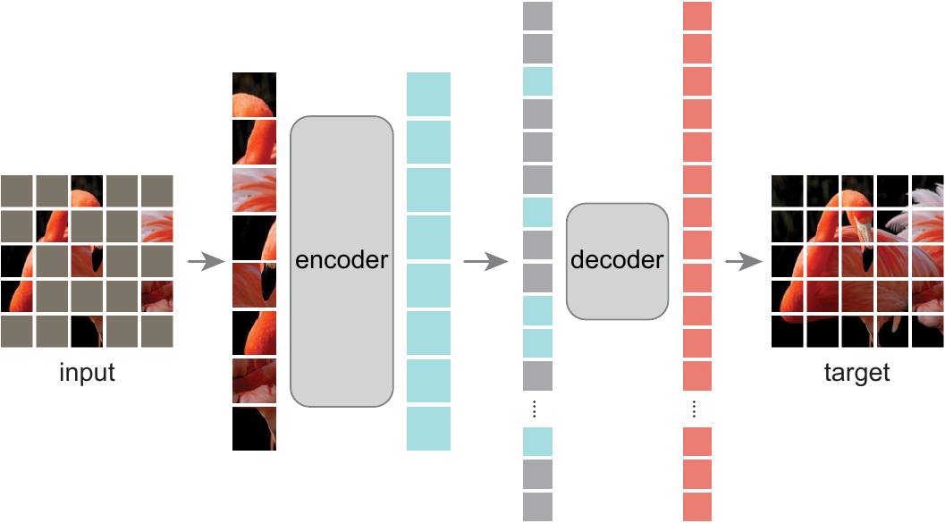MAE architecture: encoder processes only visible patches; a lightweight decoder reconstructs the full image from latents plus mask tokens.